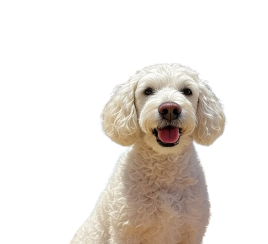 Bonnie Coin mascot
